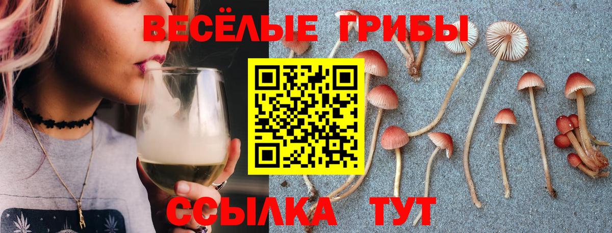 Псилоцибиновые грибы мицелий Кольчугино